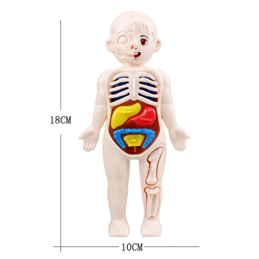 14 Pcs Children DIY Human Organ Model Educational Toy - 14pcs - set - Infants planet