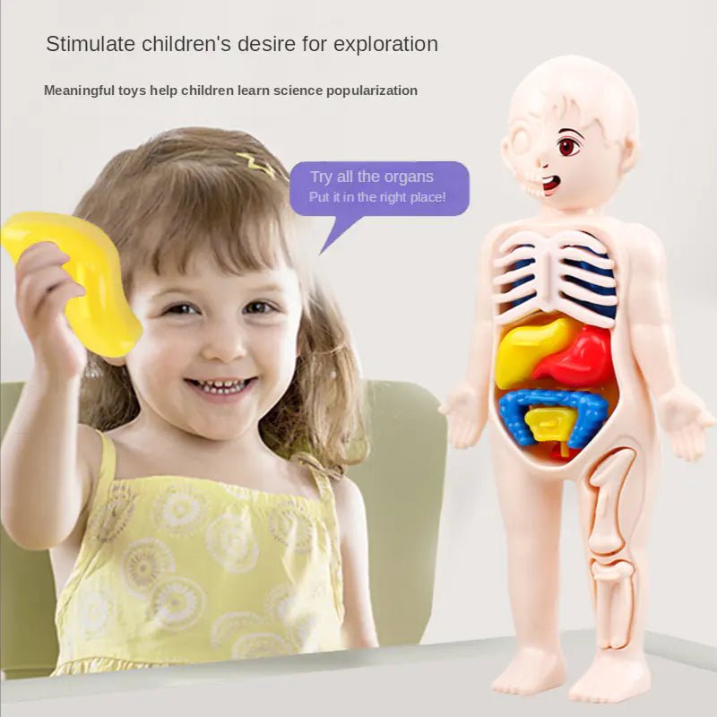 14 Pcs Children DIY Human Organ Model Educational Toy - 14pcs - set - Infants planet