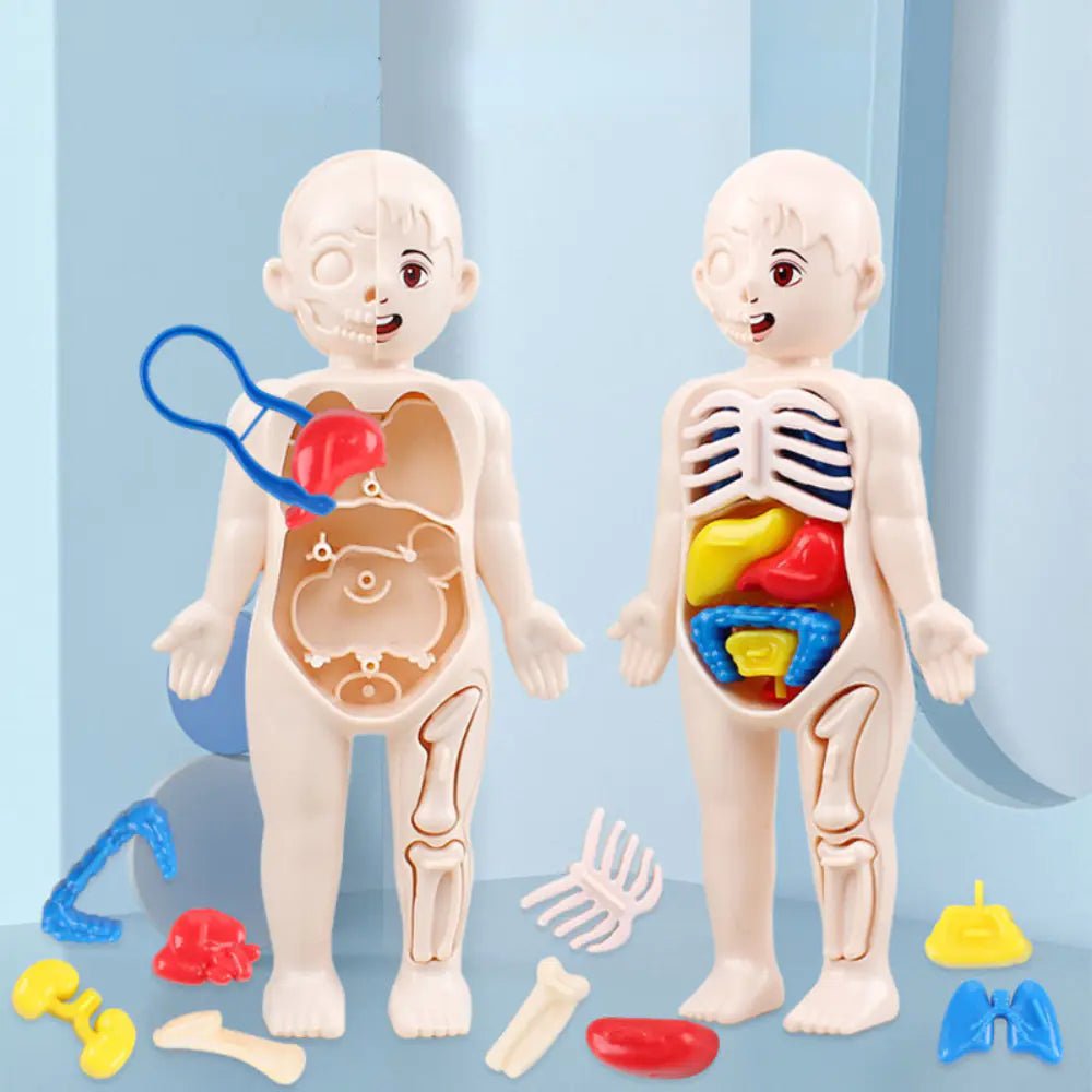 14 Pcs Children DIY Human Organ Model Educational Toy - 14pcs - set - Infants planet