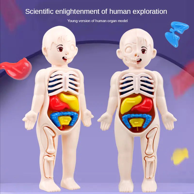 14 Pcs Children DIY Human Organ Model Educational Toy - 14pcs - set - Infants planet
