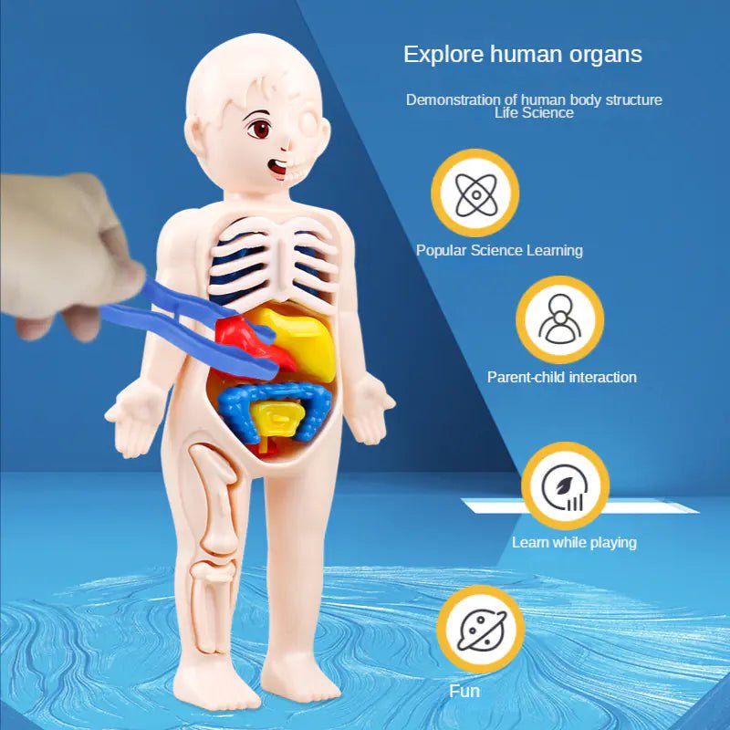 14 Pcs Children DIY Human Organ Model Educational Toy - 14pcs - set - Infants planet
