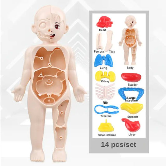 14 Pcs Children DIY Human Organ Model Educational Toy - 14pcs - set - Infants planet